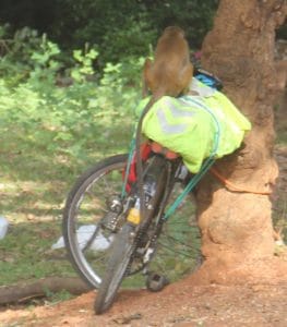 Monkey on bike