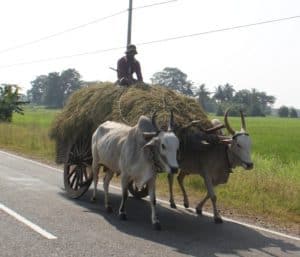 Oxen and cart