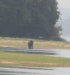 Wild elephant having a drink