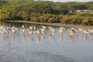 birds in Sri Lanka